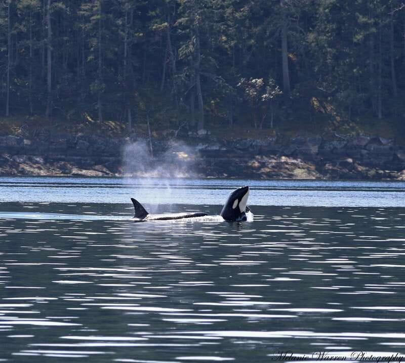 Vancouver, BC: Whale Watching Tour with Guide - Cruising toward the Gulf Islands