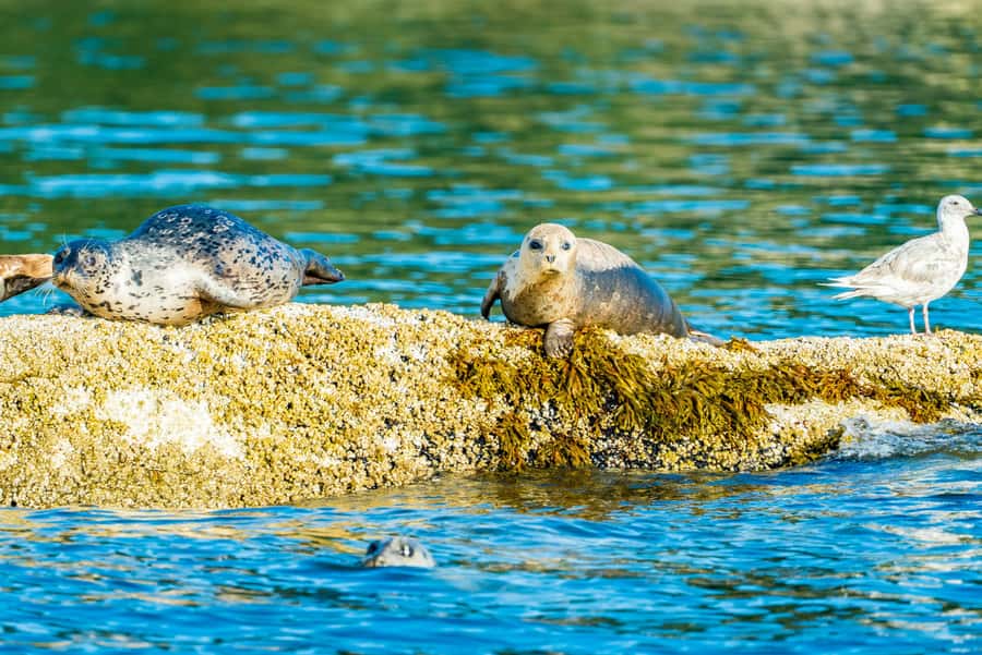 Vancouver: City and Seal Boat Tour - Key things to know before you go