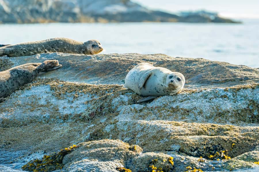 Vancouver: City and Seal Boat Tour - Weather suits, safety, and comfort