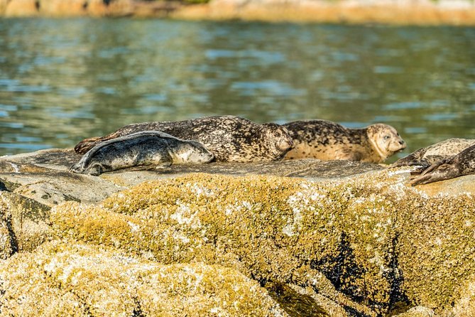 Vancouver City and Seal Colony Scenic Boat Tour - English Bay, Stanley Park, and the Open-Water Ride