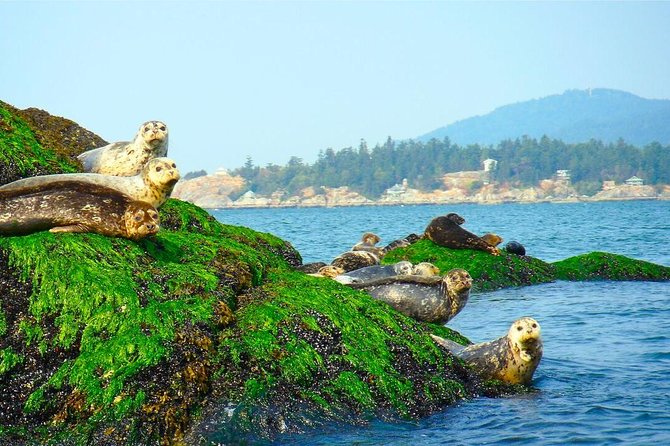 Vancouver City and Seal Colony Scenic Boat Tour - Downtown, Yaletown, and Science World from the Water