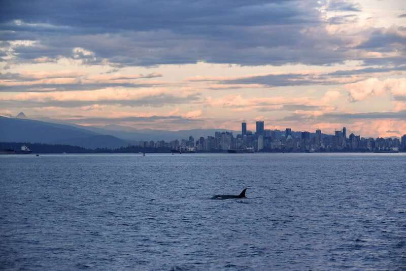 Vancouver: Covered Whale Watching Adventure with Free Photos - Finding orcas, humpbacks, and other wildlife