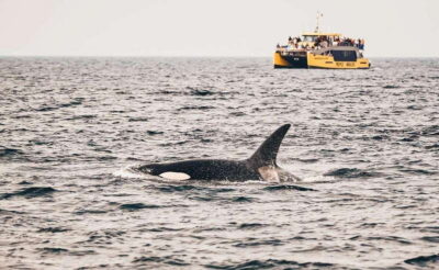 Covered Whale Watching Adventure with Free Photos