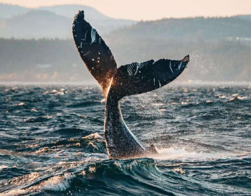 Vancouver: Covered Whale Watching Adventure with Free Photos - What the $188 price really buys