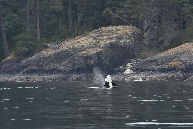 Vancouver: Covered Whale Watching Adventure with Free Photos - Who will enjoy this trip most