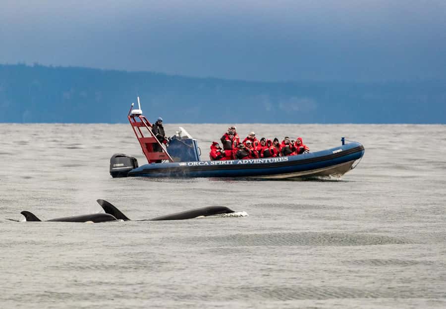 Vancouver: Day Trip to Victoria Seaplane with Whale Watching - Who should book this day trip?