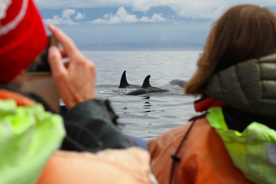 Vancouver: Day Trip to Victoria Seaplane with Whale Watching - What the wildlife experience is really like