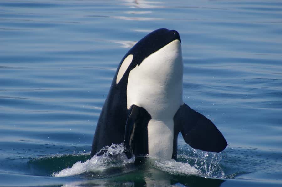 Vancouver: Day Trip to Victoria Seaplane with Whale Watching - Is $520 a fair price?