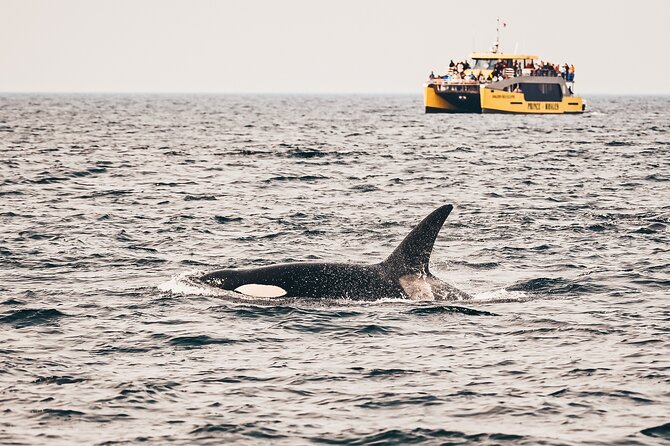 Vancouver Half-Day Whale Watching Adventure with Free Photos - Key points to know before booking