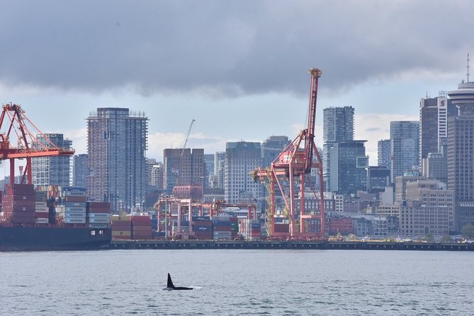 Vancouver Half-Day Whale Watching Adventure with Free Photos - What you might see in British Columbia’s coastal waters