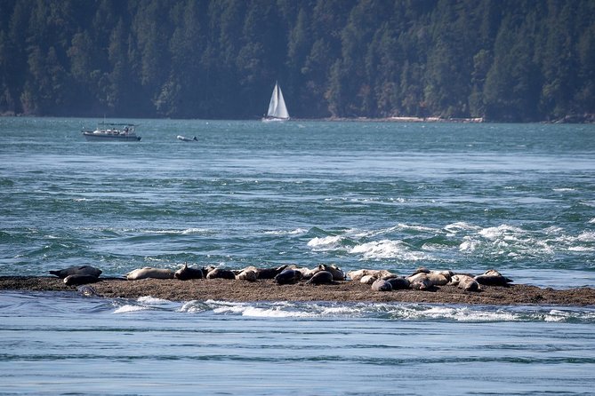 Vancouver Half-Day Whale Watching Adventure with Free Photos - Is $193.58 a fair price?