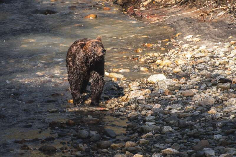 Vancouver Island: Full-Day Grizzly Bear Tour at Toba Inlet - Key things to know before booking