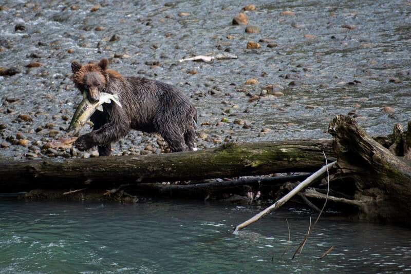 Vancouver Island: Full-Day Grizzly Bear Tour at Toba Inlet - Starting at Campbell River and heading toward Toba Inlet