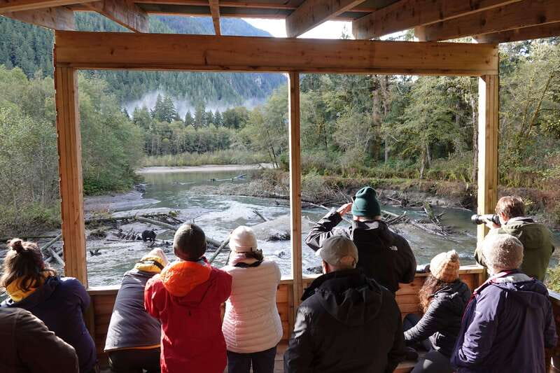 Vancouver Island: Full-Day Grizzly Bear Tour at Toba Inlet - Timing, weather, and the reality of nature