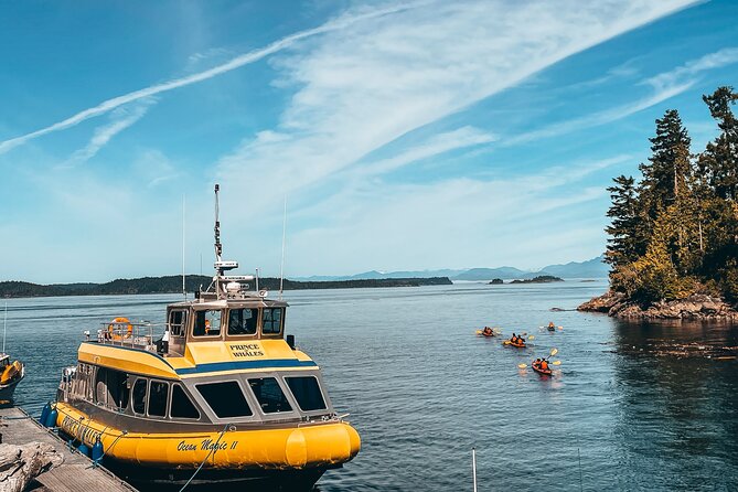 Vancouver Island Half-Day Whale Watching Tour - Telegraph Cove - Wildlife beyond the whales