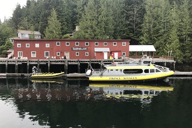 Vancouver Island Half-Day Whale Watching Tour - Telegraph Cove - Photos that add real value