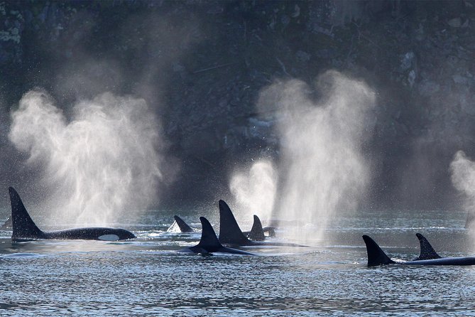 Vancouver Island Half-Day Whale Watching Tour - Telegraph Cove - Is $153.77 a fair price?
