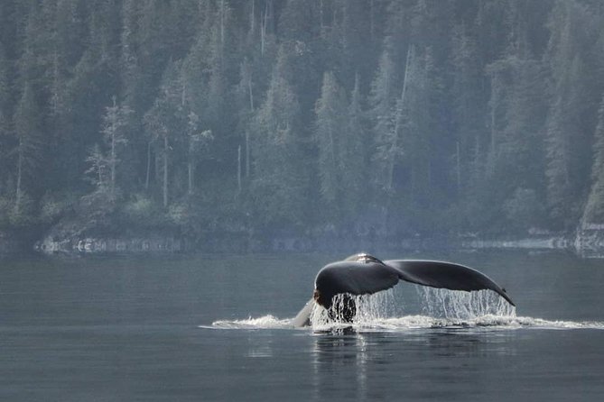 Vancouver Island Half-Day Whale Watching Tour - Telegraph Cove - Three hours of searching in Johnstone Strait