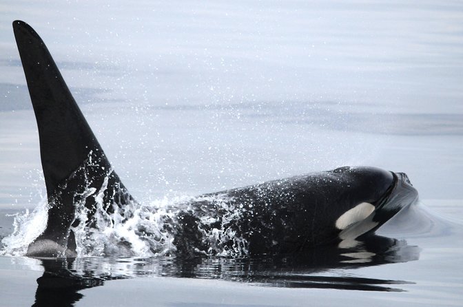 Vancouver Island Zodiac Whale Watching Adventure - Telegraph Cove - The ride, clothing, and comfort