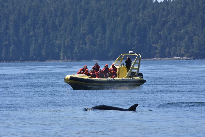 Vancouver Island Zodiac Whale Watching Adventure - Telegraph Cove - The value of the $169.54 price
