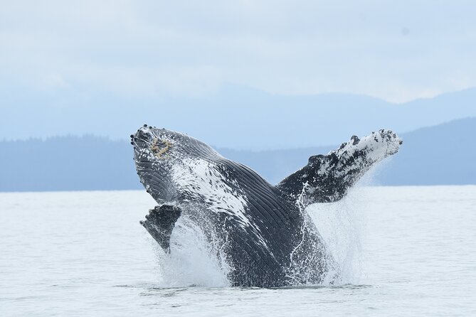 Vancouver's Intimate West Coast Whale Watching Experience - Quick points before you book