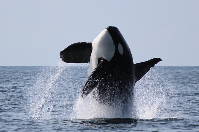 Vancouver's Intimate West Coast Whale Watching Experience - Why this Vancouver whale tour is worth your time