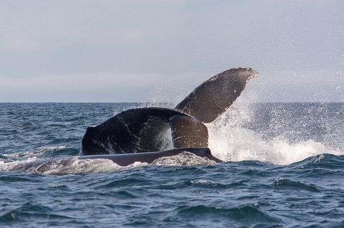 Vancouver's Intimate West Coast Whale Watching Experience - The route from city views to open water