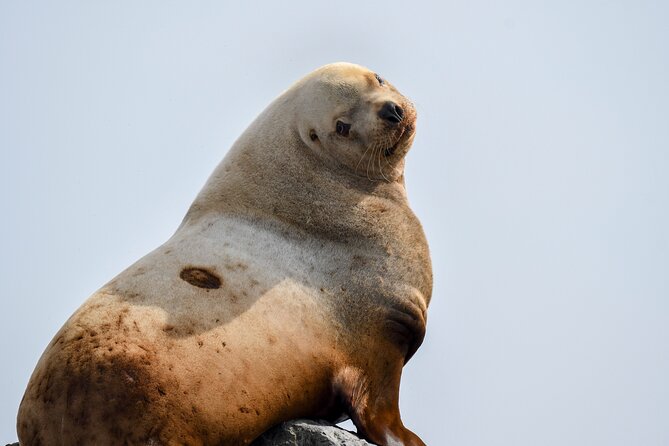Vancouver's Intimate West Coast Whale Watching Experience - Price, timing, and what you receive
