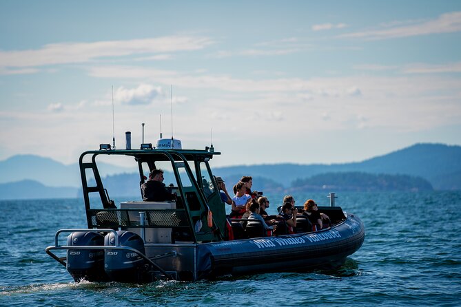 Vancouver's Intimate West Coast Whale Watching Experience - What happens on the three to five hour outing
