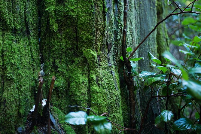 Vancouver Secrets of Stanley Park Walking Tour - The vanished village and Stanley Park’s difficult past