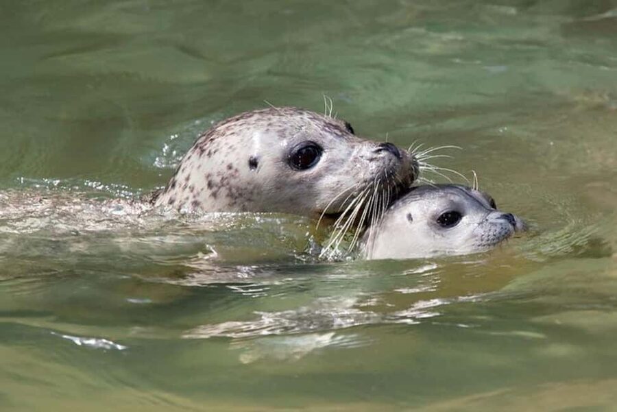 Vancouver: Snorkel, Kayak, and Seal Adventure Boat Tour - Key points to know before you book