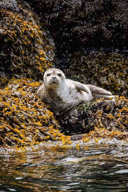 Vancouver: Snorkel, Kayak, and Seal Adventure Boat Tour - The return ride, soup, and the optional splash