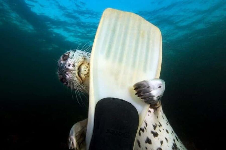 Vancouver: Snorkel, Kayak, and Seal Adventure Boat Tour - Getting ready for cold Pacific water
