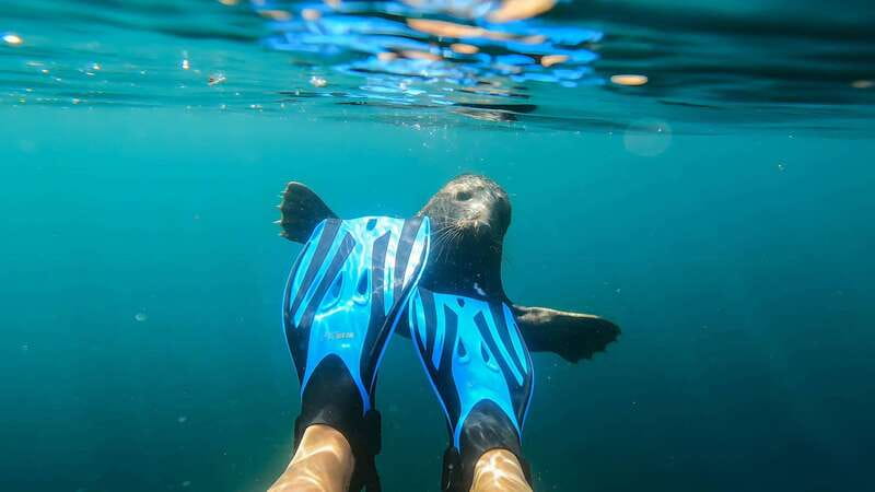 Vancouver: Snorkeling Seals Kayaking Scenic Boat Tour - What the guide adds to the trip