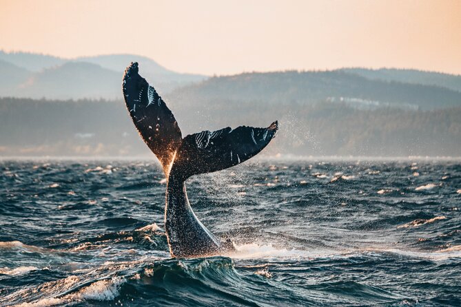 Vancouver Sunset Whale Watching Adventure with Free Photos - Key details before you book