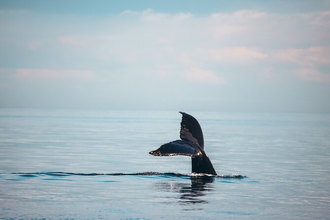 Vancouver Sunset Whale Watching Adventure with Free Photos - What the first hour on board feels like