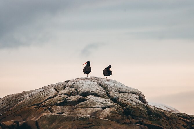 Vancouver Sunset Whale Watching Adventure with Free Photos - How much value do you get for $193.19?