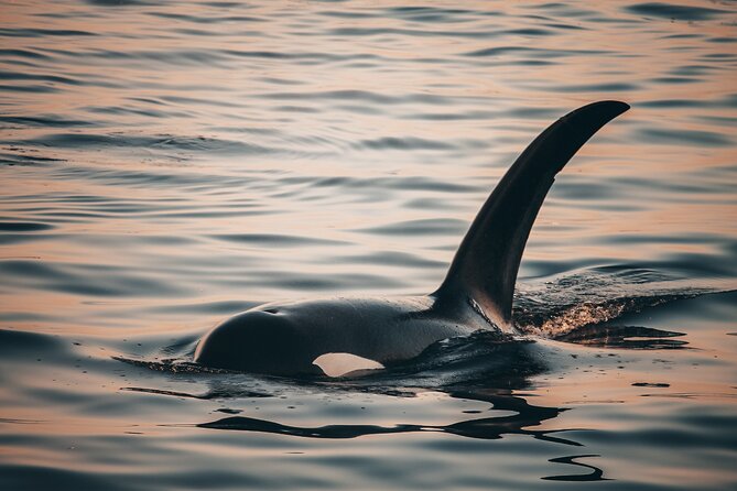 Vancouver Sunset Whale Watching Adventure with Free Photos - Practical planning from Granville Island