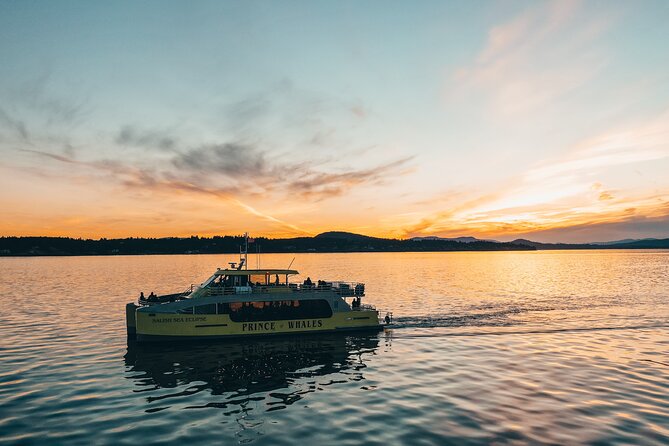Vancouver Sunset Whale Watching Adventure with Free Photos - Searching for orcas, humpbacks, and other wildlife