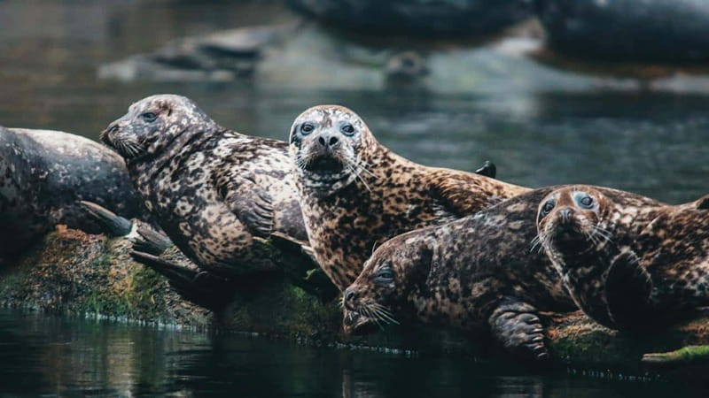 Vancouver: Waterfront Sightseeing Tour - City and Nature - Lighthouse Park and the Seal Colony Near Point Atkinson