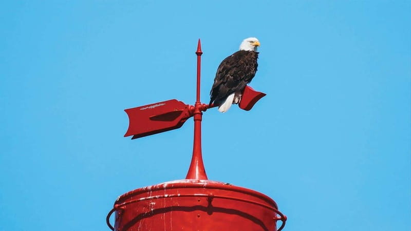 Vancouver: Waterfront Sightseeing Tour - City and Nature - Starting at False Creek on Granville Island