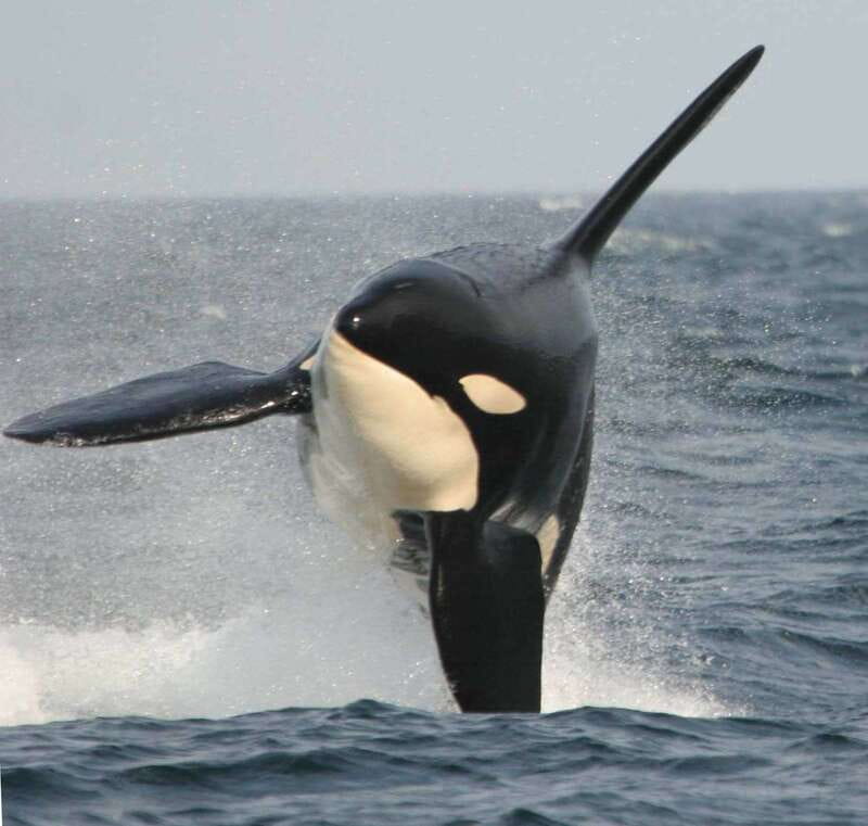Vancouver Whale Watching Safari - Key points at a glance