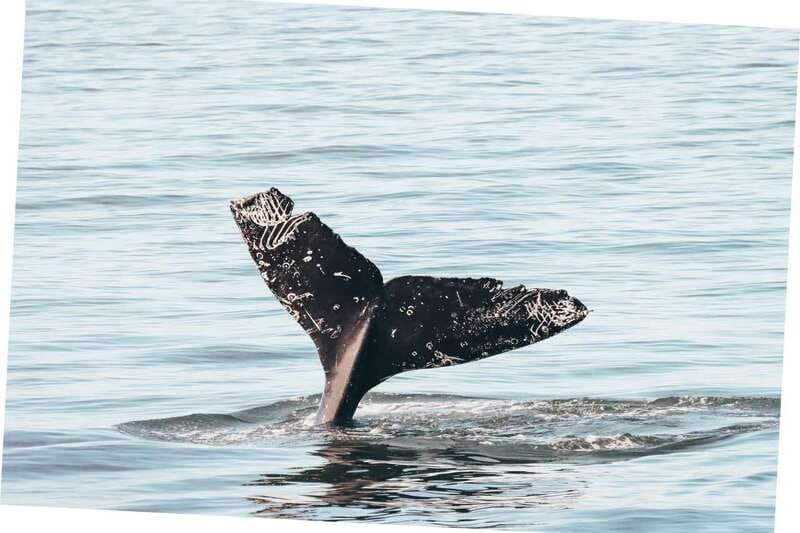 Vancouver Whale Watching Safari - What the $316 price really covers