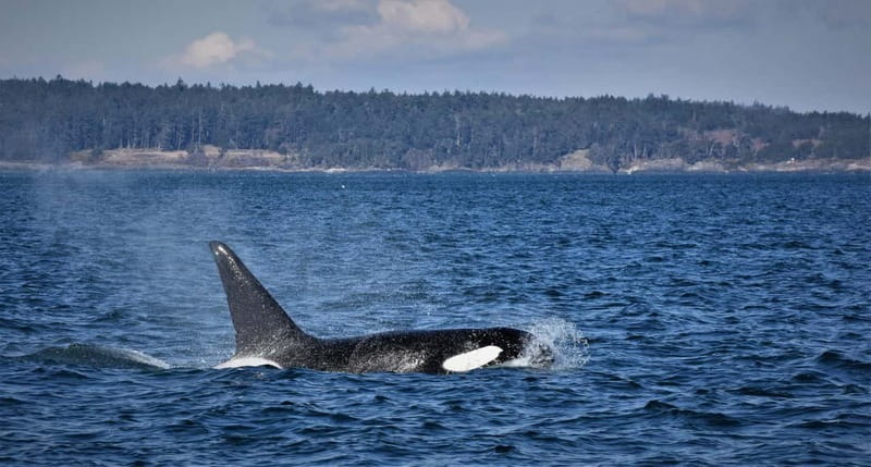 Vancouver Whale Watching Safari - The covered speedboat experience