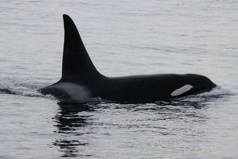 Vancouver Whale Watching Safari - Searching the Pacific coast for killer whales