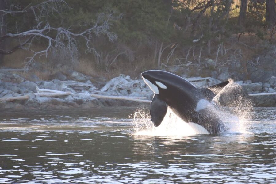 Vancouver Whale Watching Safari - Wildlife watching with an English-speaking naturalist