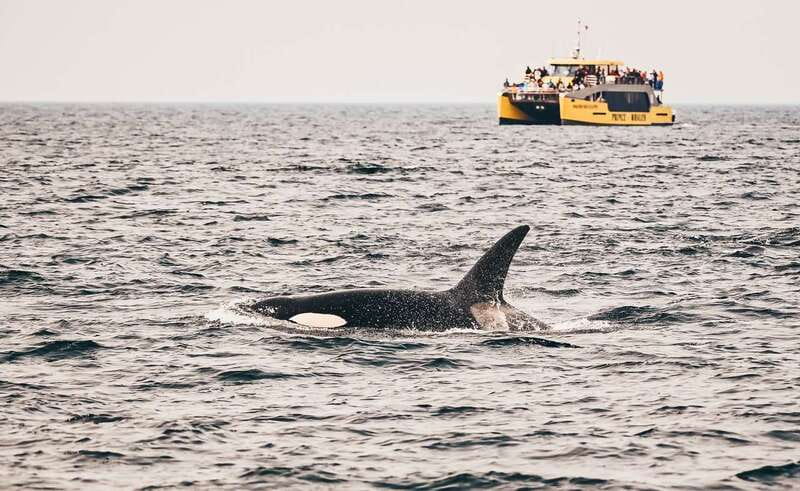 Vancouver Whale Watching Safari - Islands, mountains, and open water