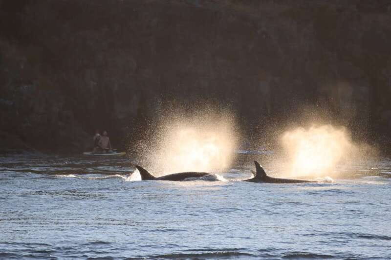 Vancouver Whale Watching Safari - Finishing at Granville Island
