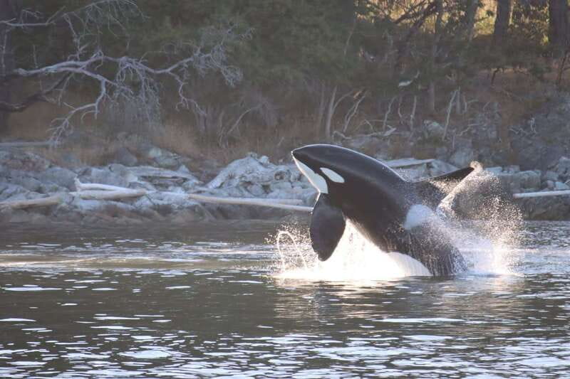 Vancouver Whale Watching Safari - Timing, weather, and what to pack