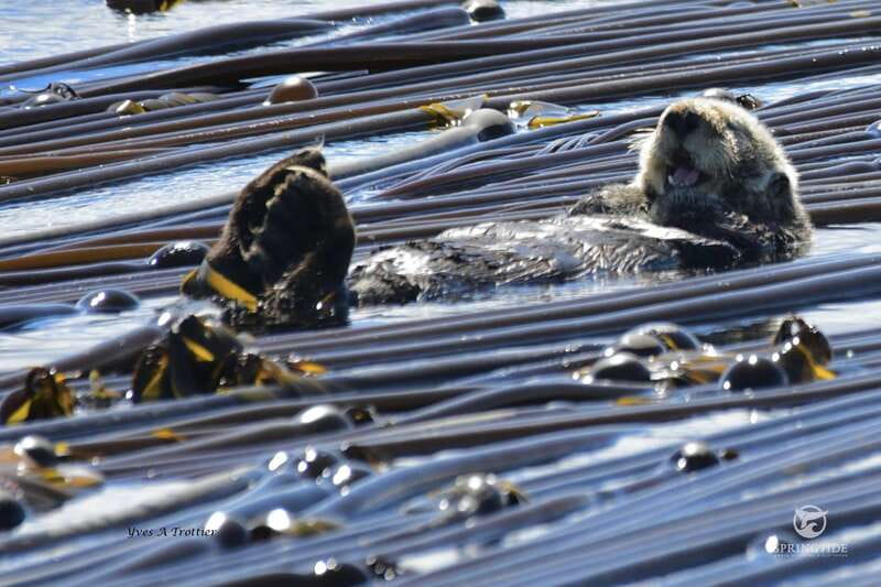 Victoria: 3-Hour Whale Watching Tour - Leaving Victoria and entering the Salish Sea
